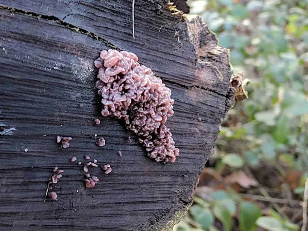 ascocoryne sarcoides