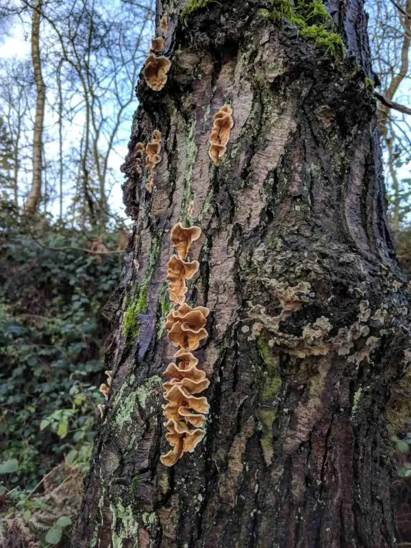 stereum hirsutum
