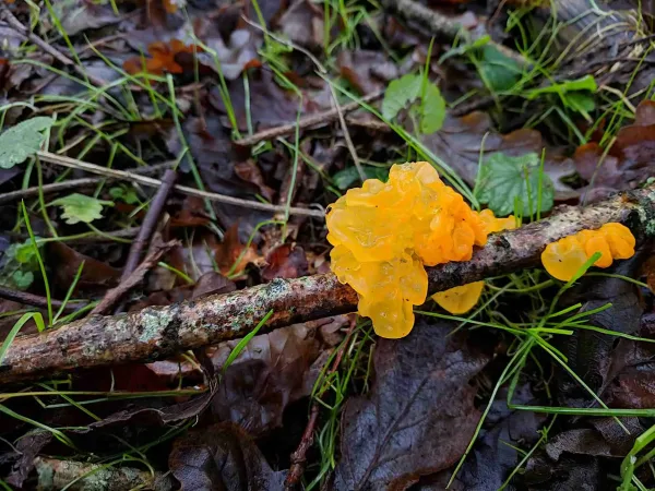 tremella mesenterica