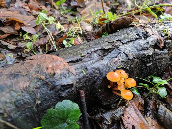 flammulina velutipes