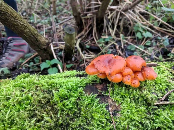flammulina velutipes