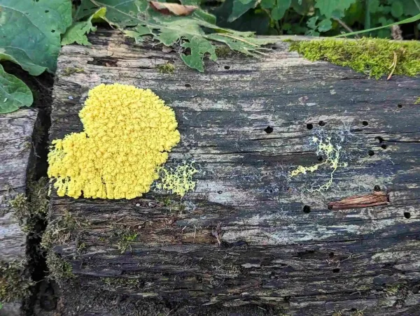 fuligo septica