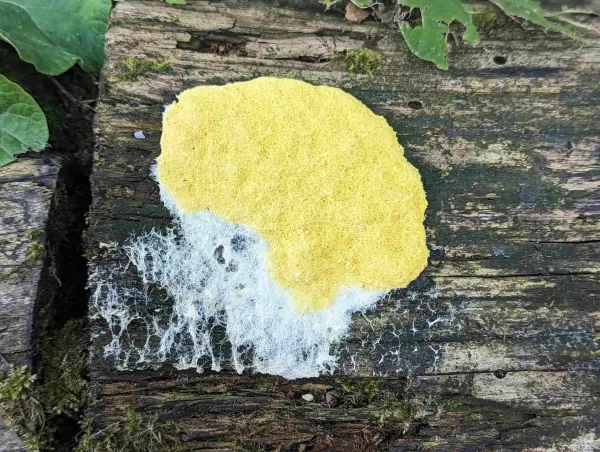 fuligo septica