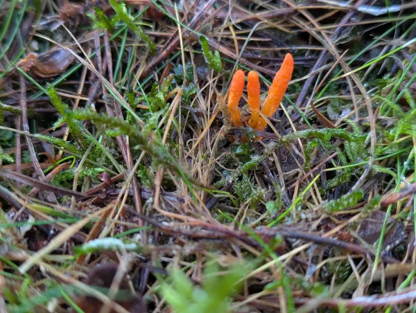 Cordyceps militaris