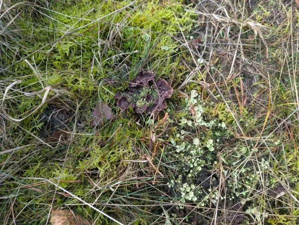 Earthfan fungus with lichen