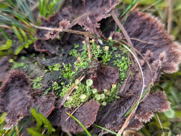 CLose up of a single earthfan fungus with lichen growing within