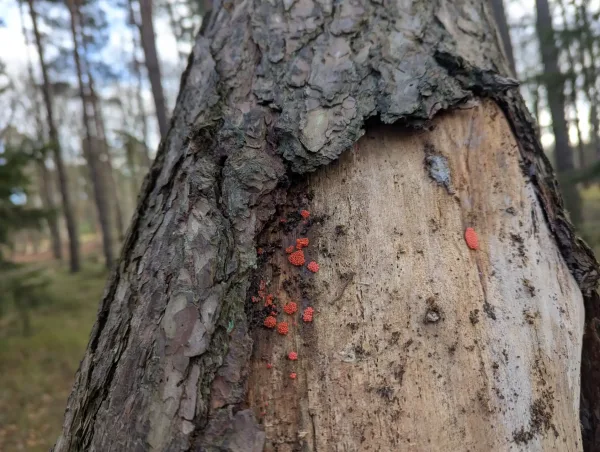 Close up of the groups of crowded orange globose slime mould sporangia