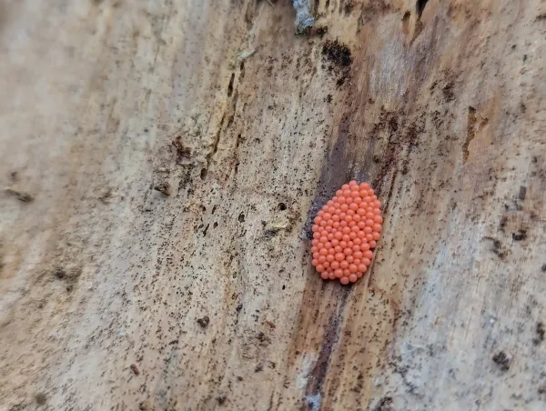 Close up of a single group of crowded orange globose slime mould sporangia