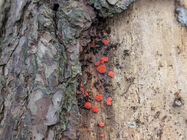 Close up of the groups of crowded orange globose slime mould sporangia