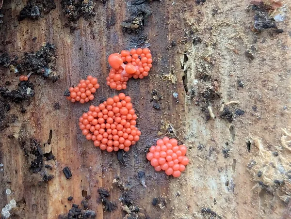 Close up of some of the groups of crowded orange globose slime mould sporangia