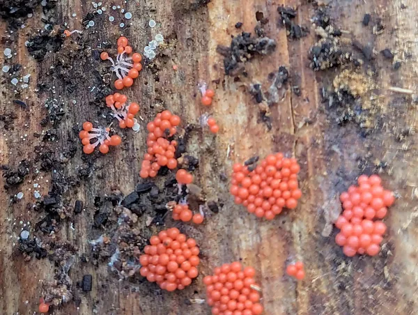 Close up of some of the groups of crowded orange globose slime mould sporangia