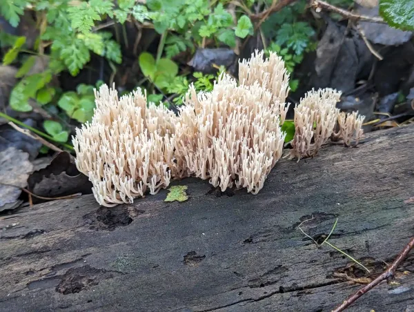 Rare Artomyces pyxidatus first identified on decaying trunk at Basecamp, Strumpshaw Fen, September 2023