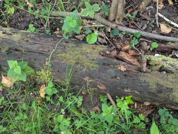 Artomyces pyxidatus fruiting bodies on decaying host trunk at Basecamp, Strumpshaw Fen, June 2025
