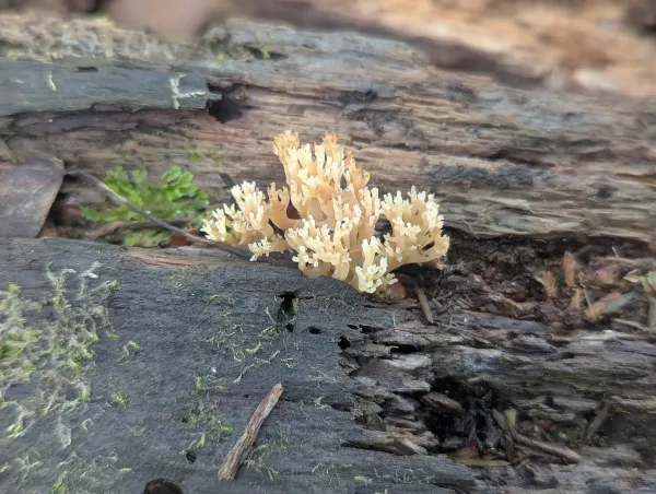 Close-up of Artomyces pyxidatus fruiting body showing characteristic candelabra-like branching and cup-shaped tips, Strumpshaw Fen, June 2025