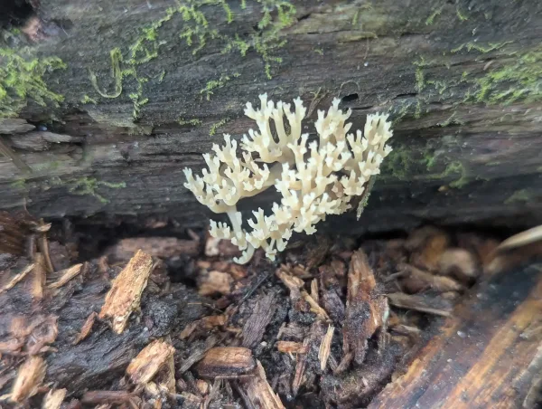 Additional view of Artomyces pyxidatus fruiting body showing crown-tipped structure, June 2025