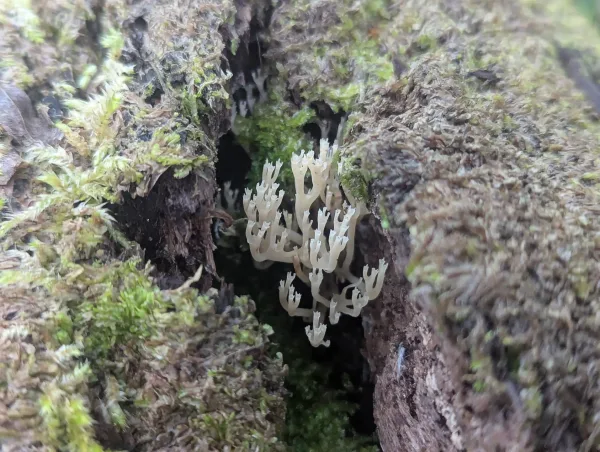 Close-up of Artomyces pyxidatus fruiting body selected for spore print identification, Strumpshaw Fen, June 2025