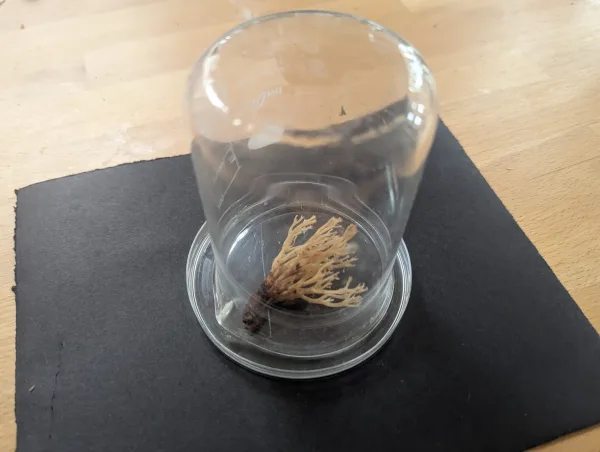 Artomyces pyxidatus specimen on black card and plastic lid under glass beaker, 8th June 2025