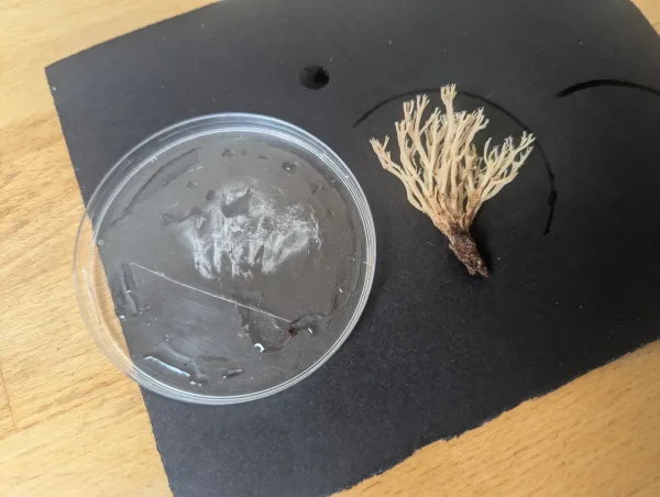 Initial white spore print of Artomyces pyxidatus on plastic lid, 9th June 2025