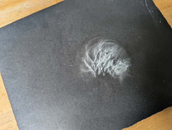 Clear white spore print of Artomyces pyxidatus on black card confirming the identification, 10th June 2025