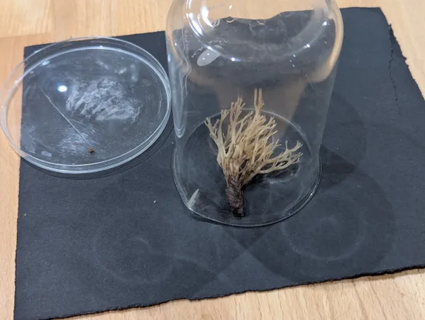 Artomyces pyxidatus placed directly on black card to capture a clearer spore print, 9th June 2025