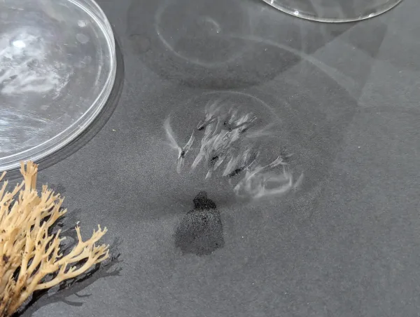 White spore print of Artomyces pyxidatus becoming visible on the black card, evening 9th June 2025