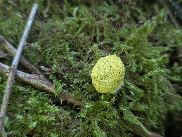Mature Fuligo septica aethalium