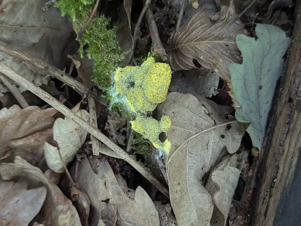 Mature Fuligo septica aethalium with thinning cortex