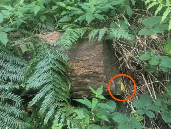 Section of trunk with bright yellow Fuligo septica plasmodium and sporey Tubifera ferruginosa mases