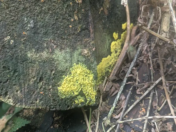 Spreading bright yellow Fuligo septica plasmodium on cut end of trunk