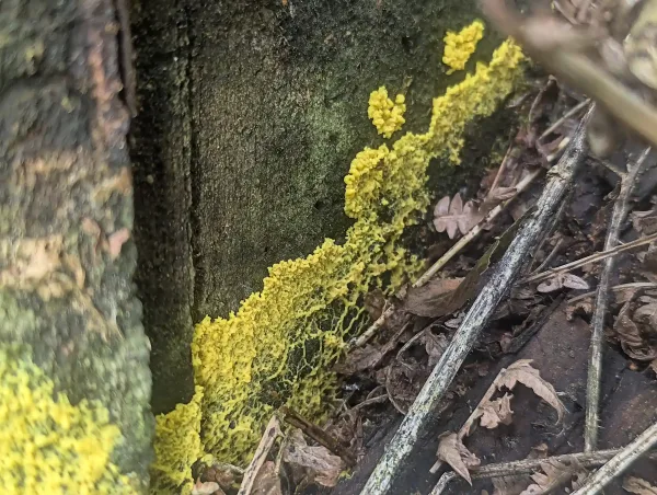 Spreading bright yellow Fuligo septica plasmodium on cut end of trunk