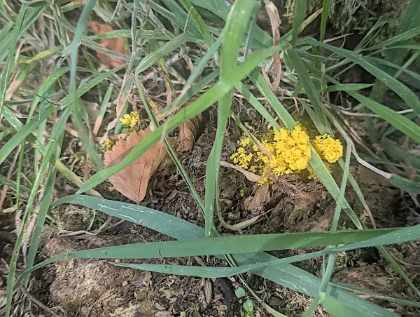 Bright yellow Fuligo septica plasmodium