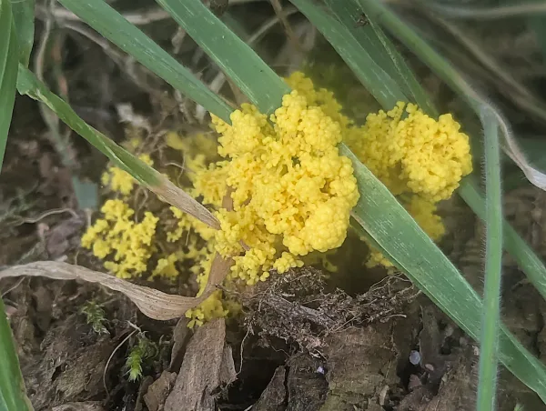 Bright yellow Fuligo septica plasmodium