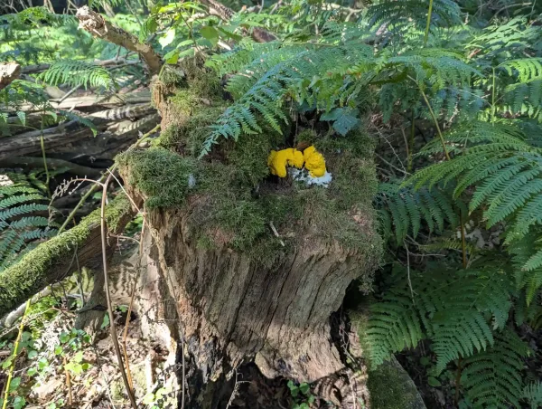 Vivid yellow Fuligo septica aethalia on a decaying trunk