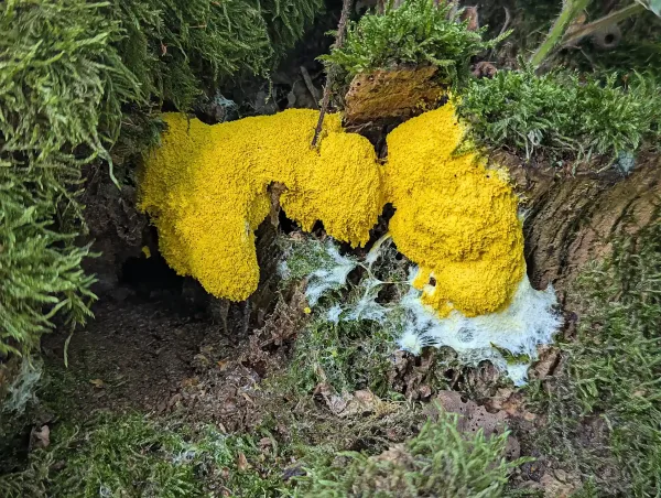 Vivid yellow Fuligo septica aethalia on a decaying trunk