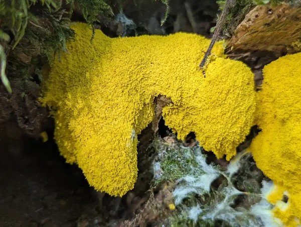 Close up of one of the Fuligo septica aethalia