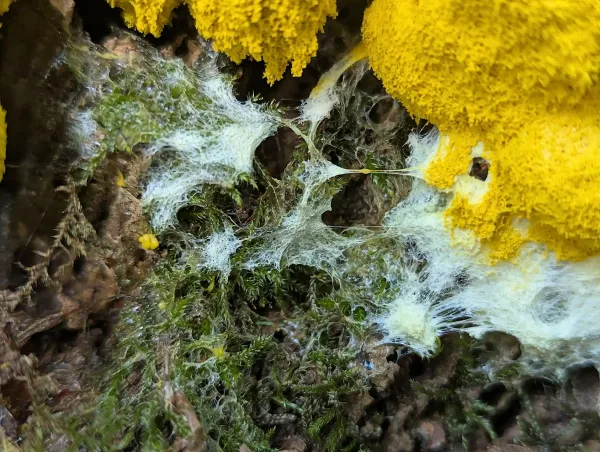 Close up of the Fuligo septica's white hypothallus