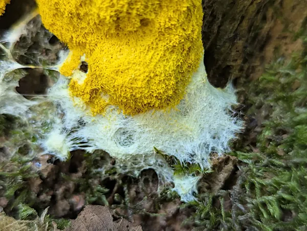 Close up of the Fuligo septica's white hypothallus