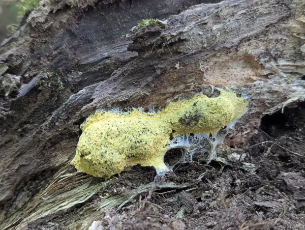 Mature Fuligo septica with degrading cortex