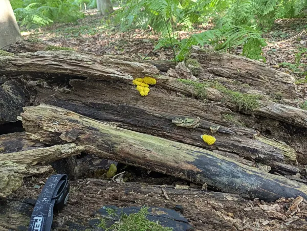 Bright yellow Fuligo septica aethalia on a decaying log