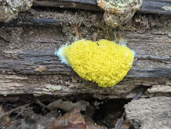 Bright yellow young Fuligo septica aethalium