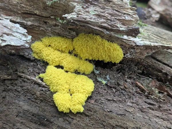 Bright yellow centres of Fuligo septica plasmodial consolidation