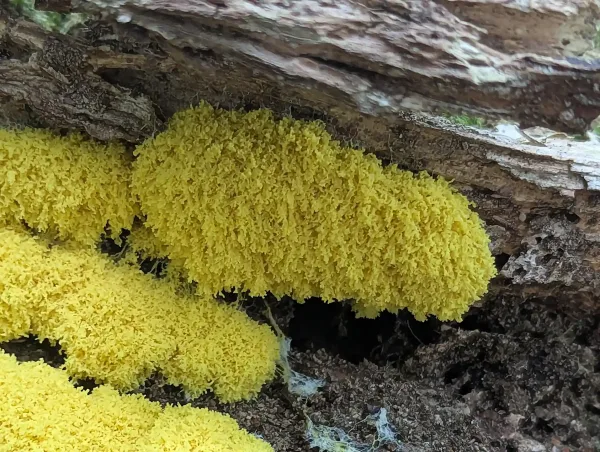 Ruffled, convoluted, and rugose bright yellow consolidating Fuligo septica plasmodium