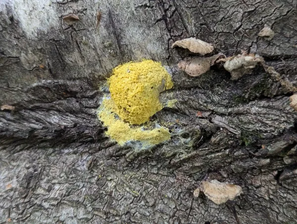 Small mature Fuligo septica aethalium