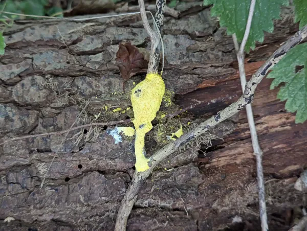mature yellow Fuligo septica aethalium on a twig