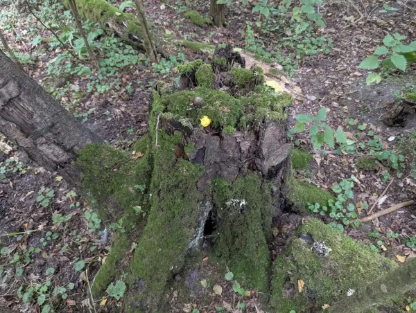 Stump with three Fuligo septica aethalia