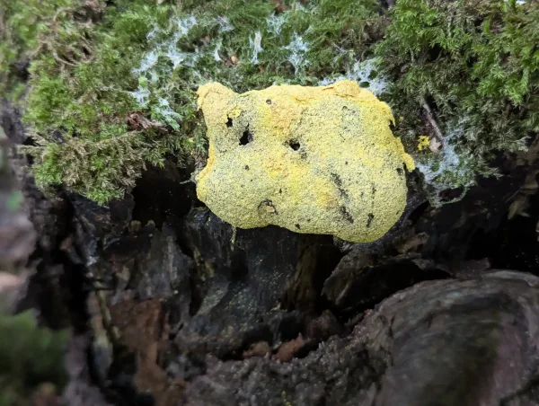 Fuligo septica aethalium A on tree stump with degrading cortex