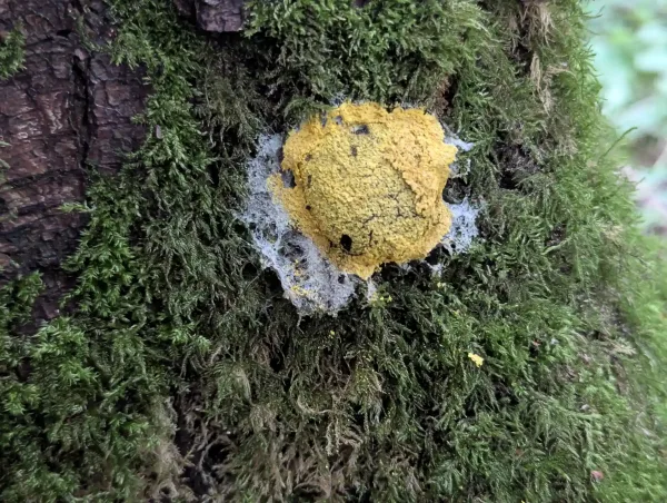 Fuligo septica aethalium B on tree stump with degrading cortex