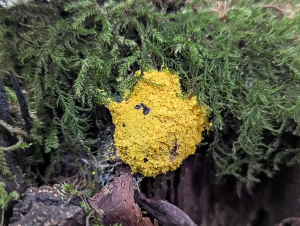 Fuligo septica aethalium C on tree stump with relatively intact cortex