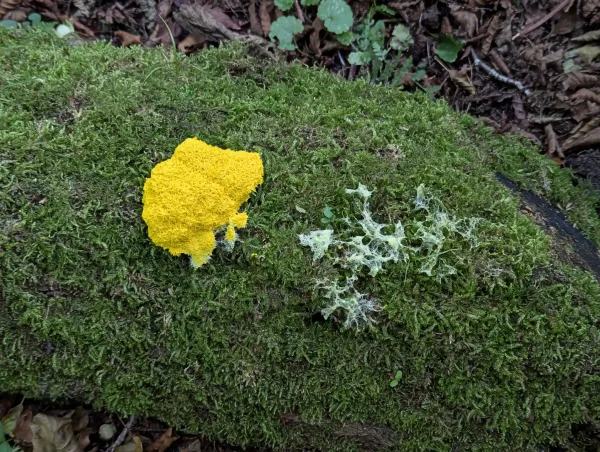 Moss covered downed trunk with bright yellow Fuligo septica aethalium and residual hypothallus nearby