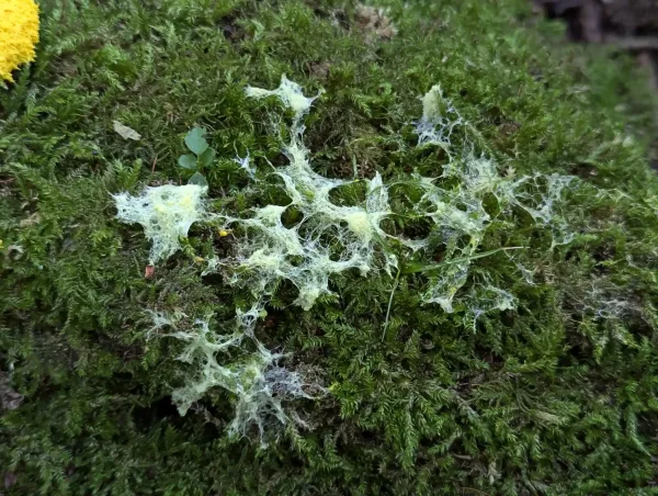 Close up of the residual Fuligo septica hypothallus